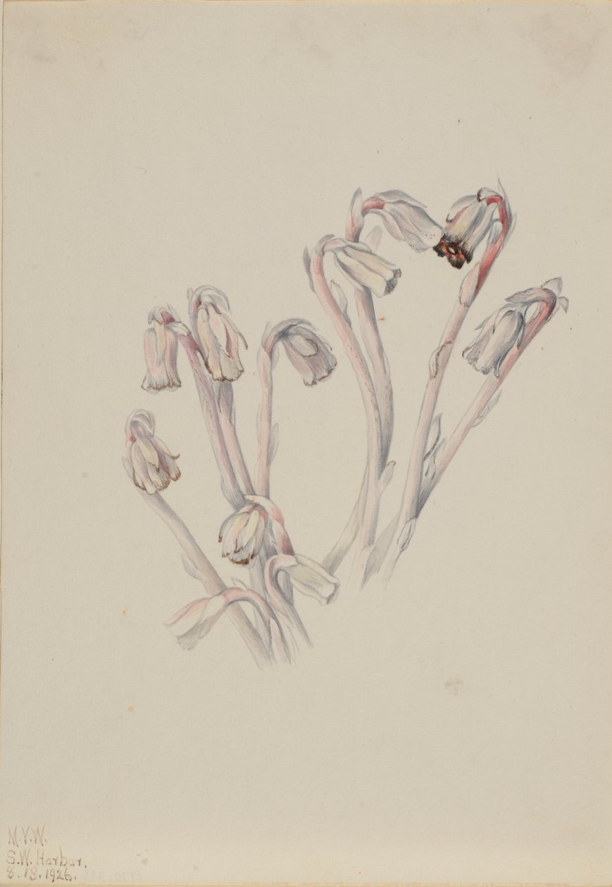 Cachimbo-da-índia (Monotropa uniflora) de Mary Vaux Walcott