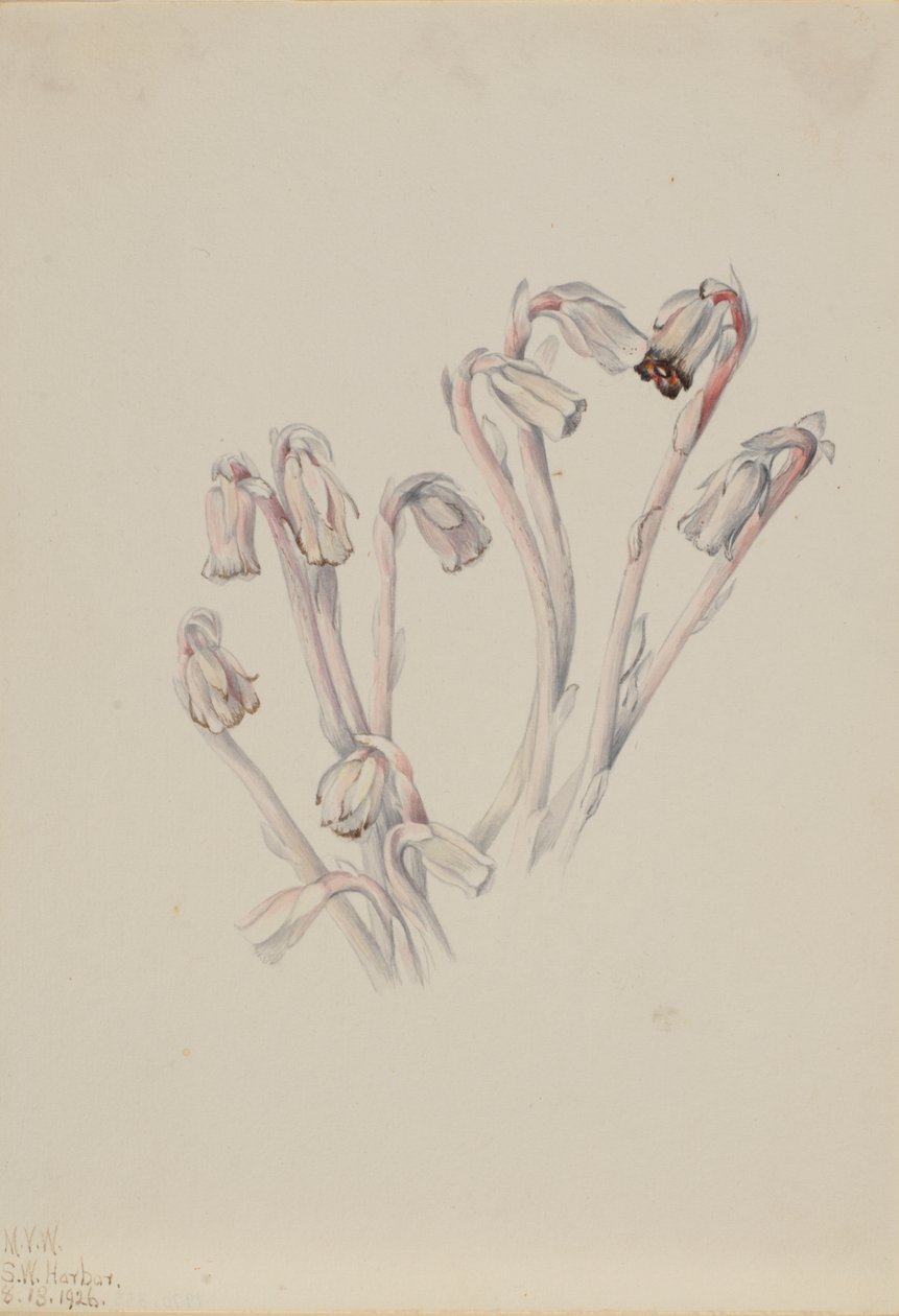 Indian Pipe Monotropa uniflora, 1926. de Mary Vaux Walcott