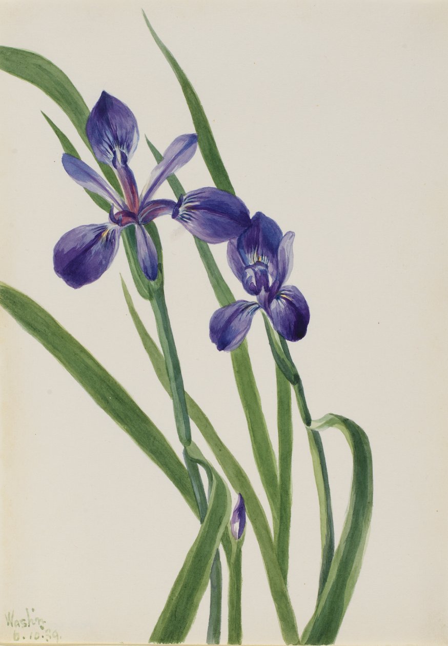 Espécie Iris Iris, 1939. de Mary Vaux Walcott