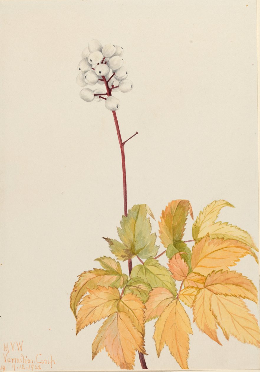 Bagaço de marfim (Actaea arguta) de Mary Vaux Walcott
