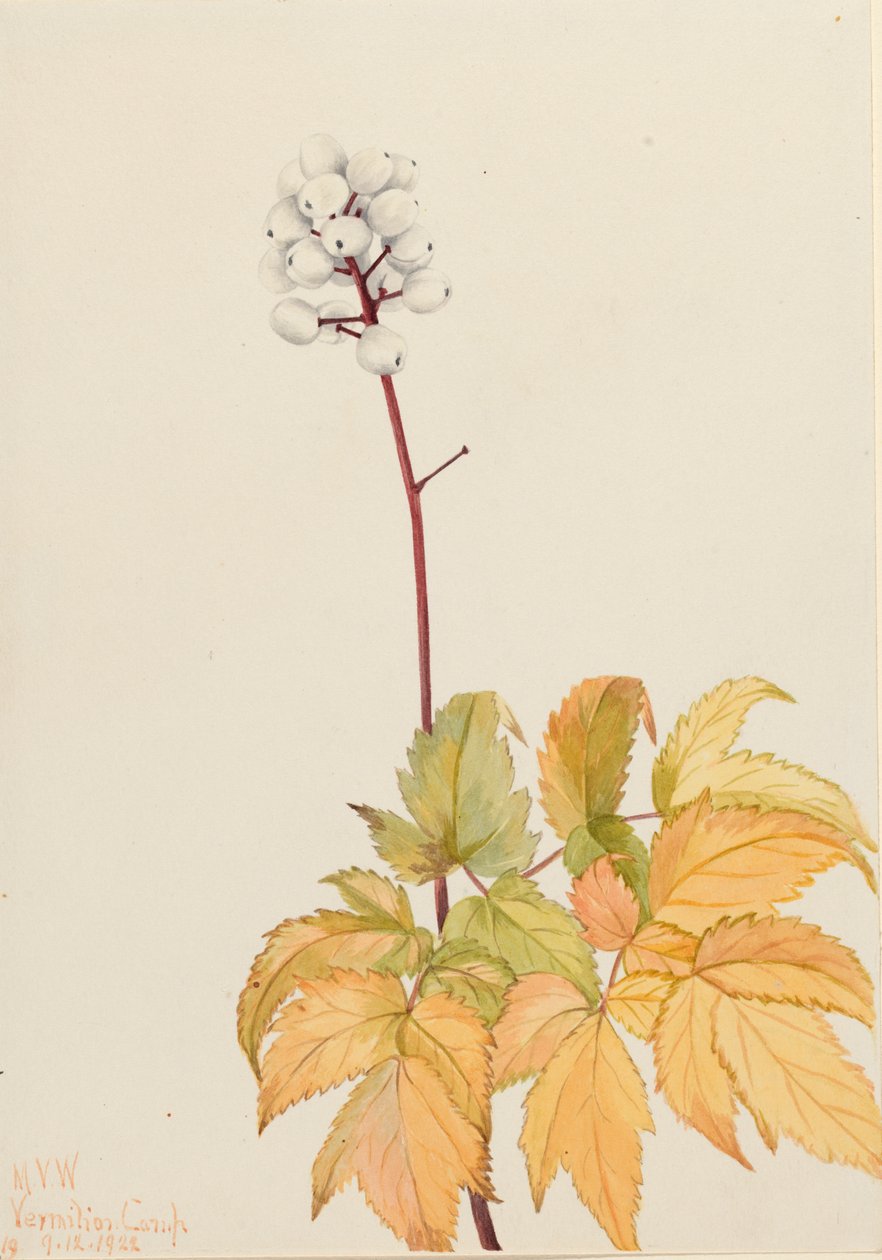 Marfim Baneberry Actaea arguta, 1922. de Mary Vaux Walcott