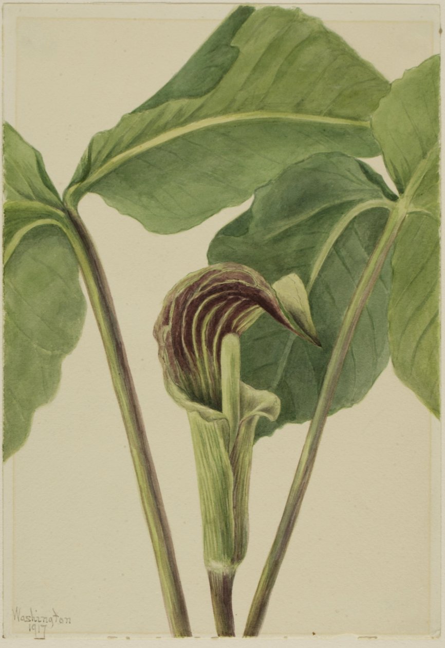 Jack-in-the-pulpit Arisaema triphyllum, 1917. de Mary Vaux Walcott
