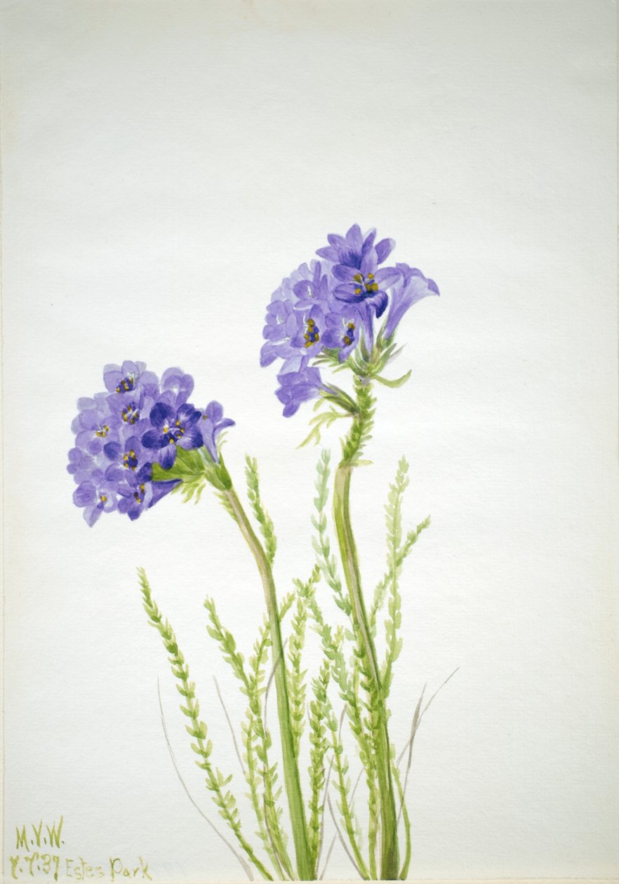 Escada de Jacob (Polemonium viscosum) de Mary Vaux Walcott