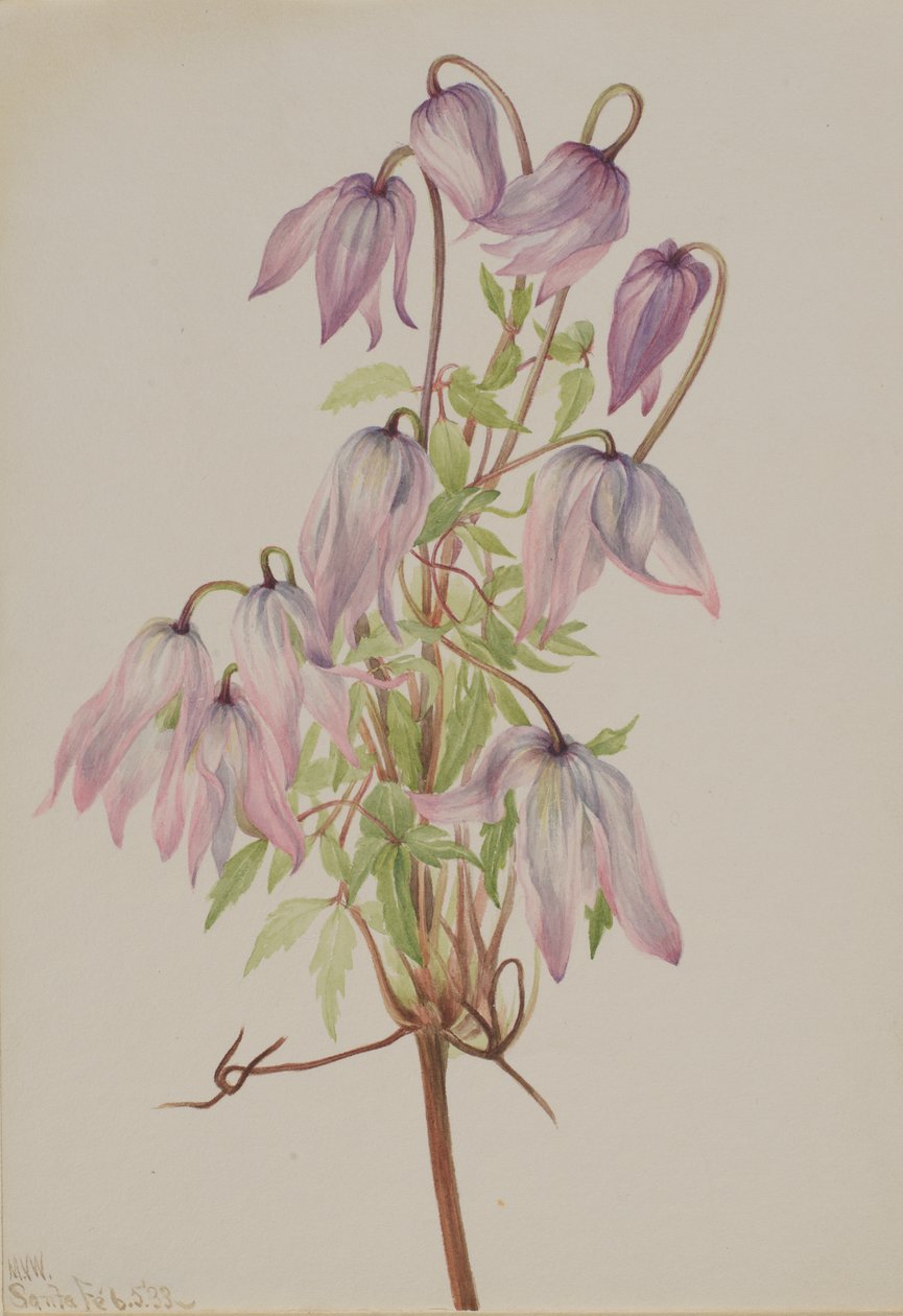 Jicarilla Clematis pseudoalpina, 1933. de Mary Vaux Walcott