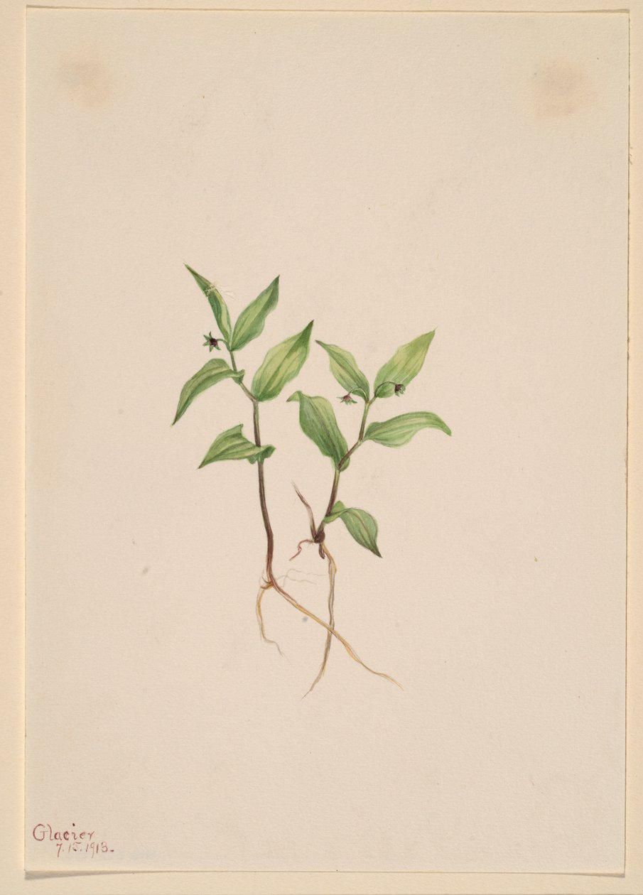 Kruhsea (Kruhsea streptopoides) de Mary Vaux Walcott
