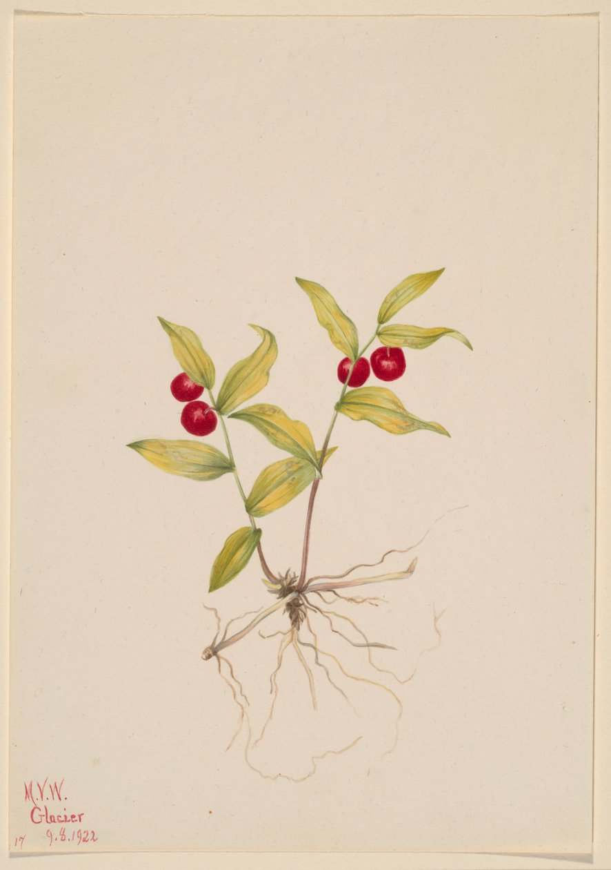 Kruhsea (Kruhsea streptopoides) de Mary Vaux Walcott