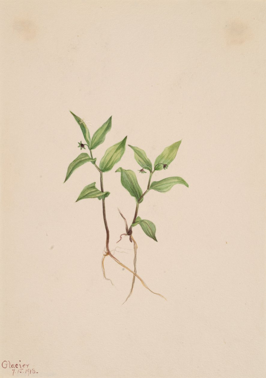 Estreptopoides de Kruhsea Kruhsea, 1913. de Mary Vaux Walcott