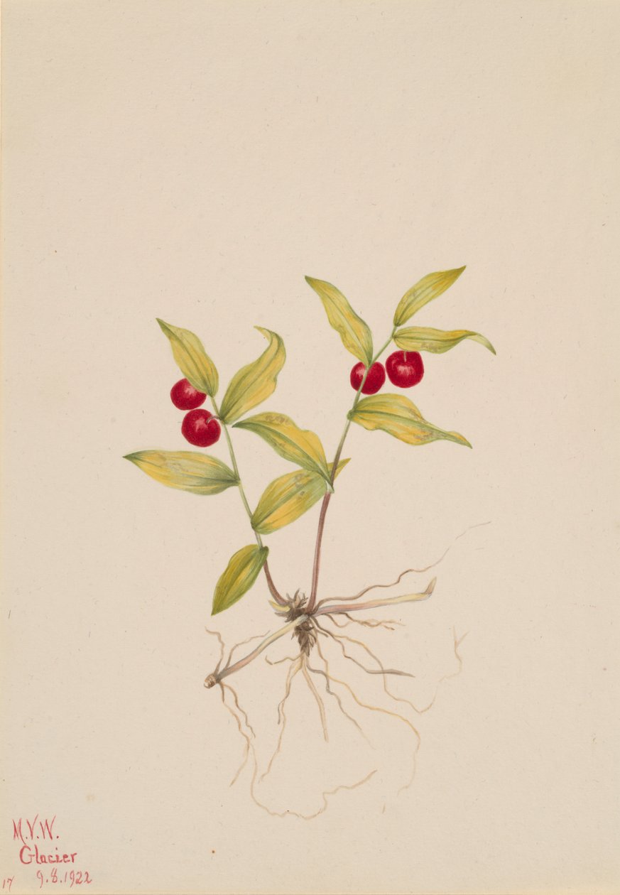 Estreptopoides de Kruhsea Kruhsea, 1922. de Mary Vaux Walcott