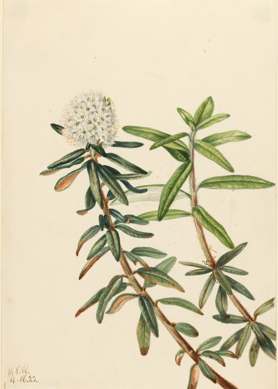 Chá do Labrador (Ledum groenlandicum) de Mary Vaux Walcott