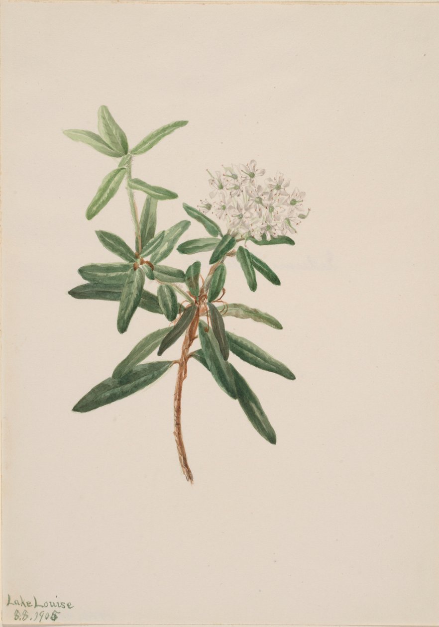 Chá do Labrador (Ledum groenlandicum) de Mary Vaux Walcott