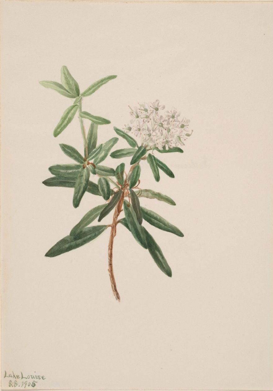 Labrador Tea Ledum groenlandicum, 1905 de Mary Vaux Walcott