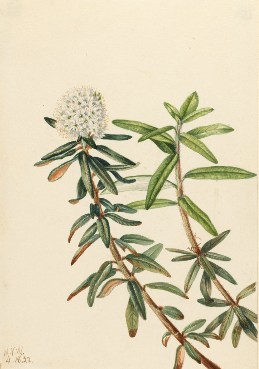 Labrador Tea Ledum Groenlandicum, 1922. de Mary Vaux Walcott