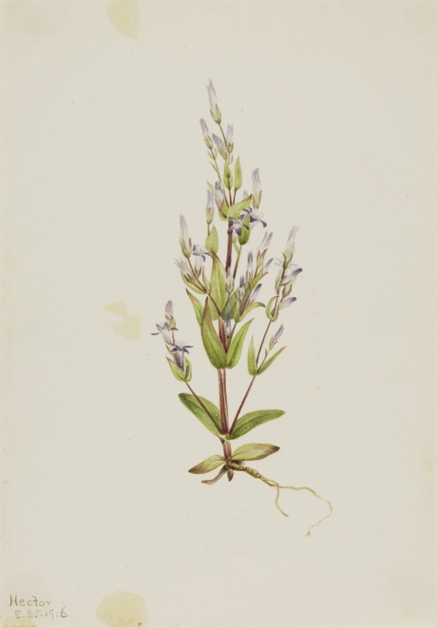 Genciana de escada (Gentiana acuta) de Mary Vaux Walcott