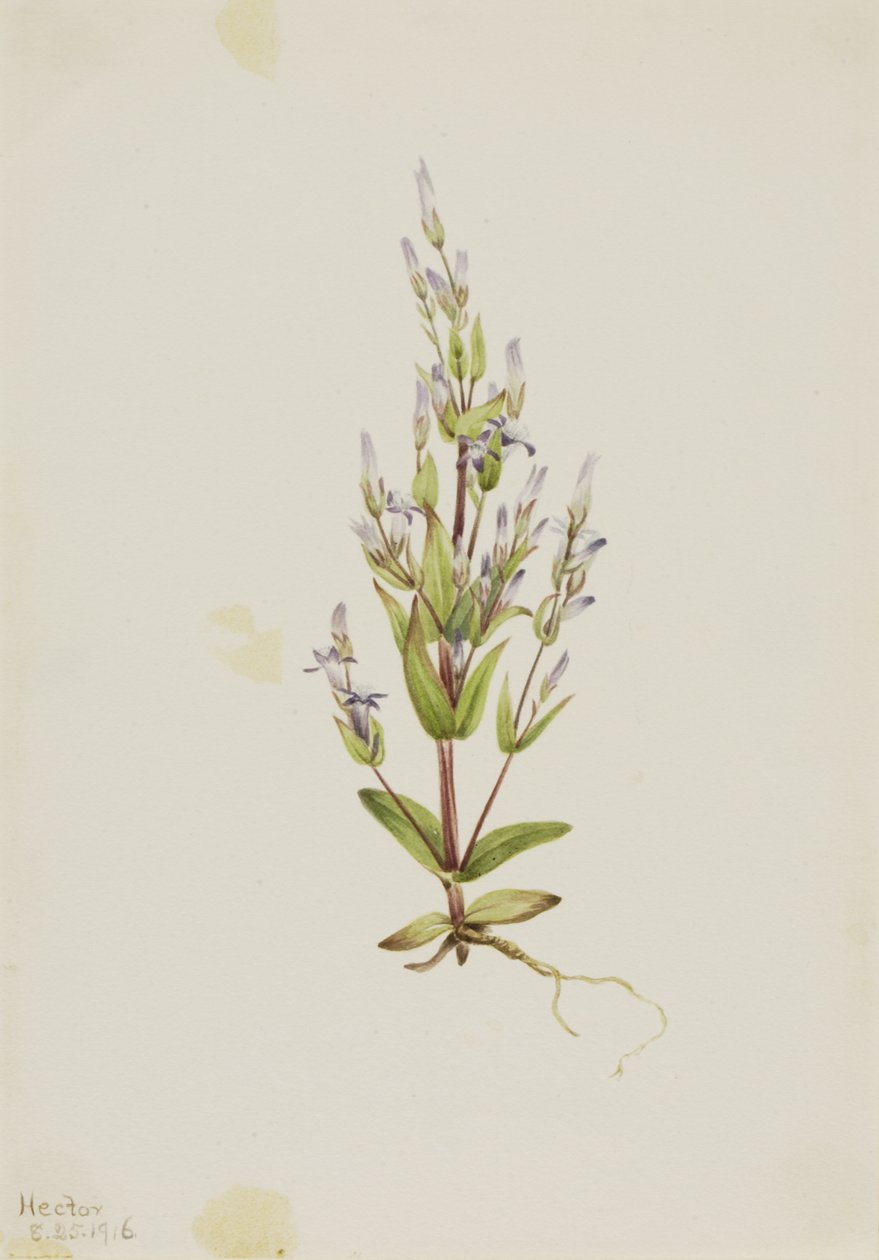 Escada Gentian Gentiana acuta, 1916. de Mary Vaux Walcott