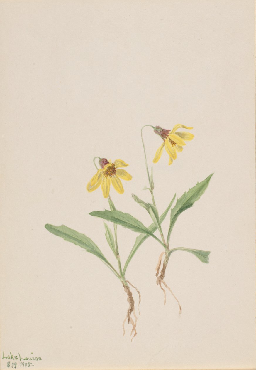 Arnica do Lago Louise (Arnica louisiana) de Mary Vaux Walcott