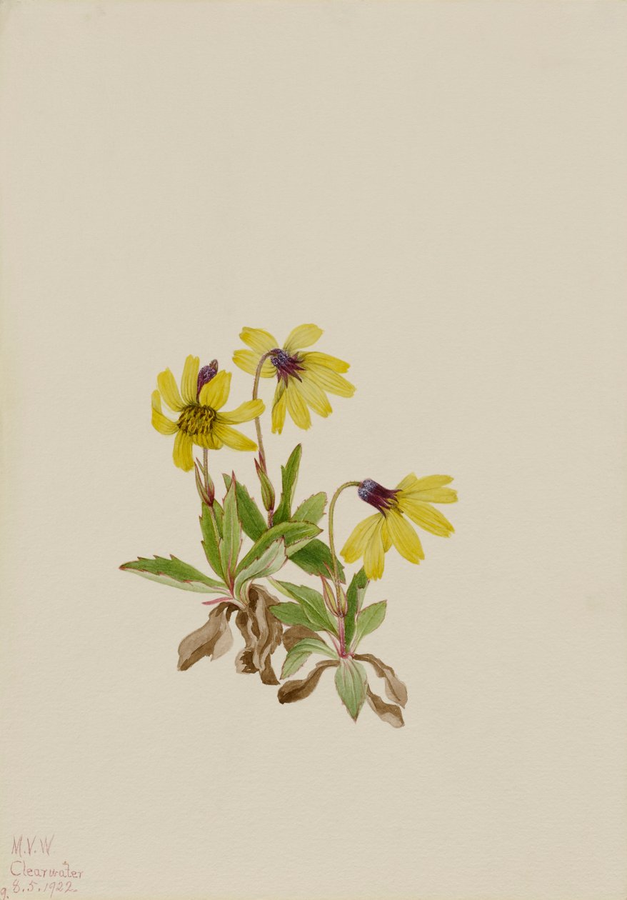 Lago Louise Arnica Arnica Louisiana, 1922. de Mary Vaux Walcott