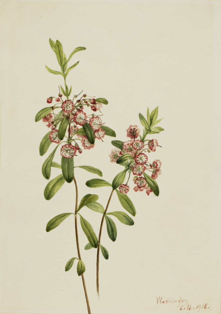 Borrelho (Kalmia angustifolia) de Mary Vaux Walcott