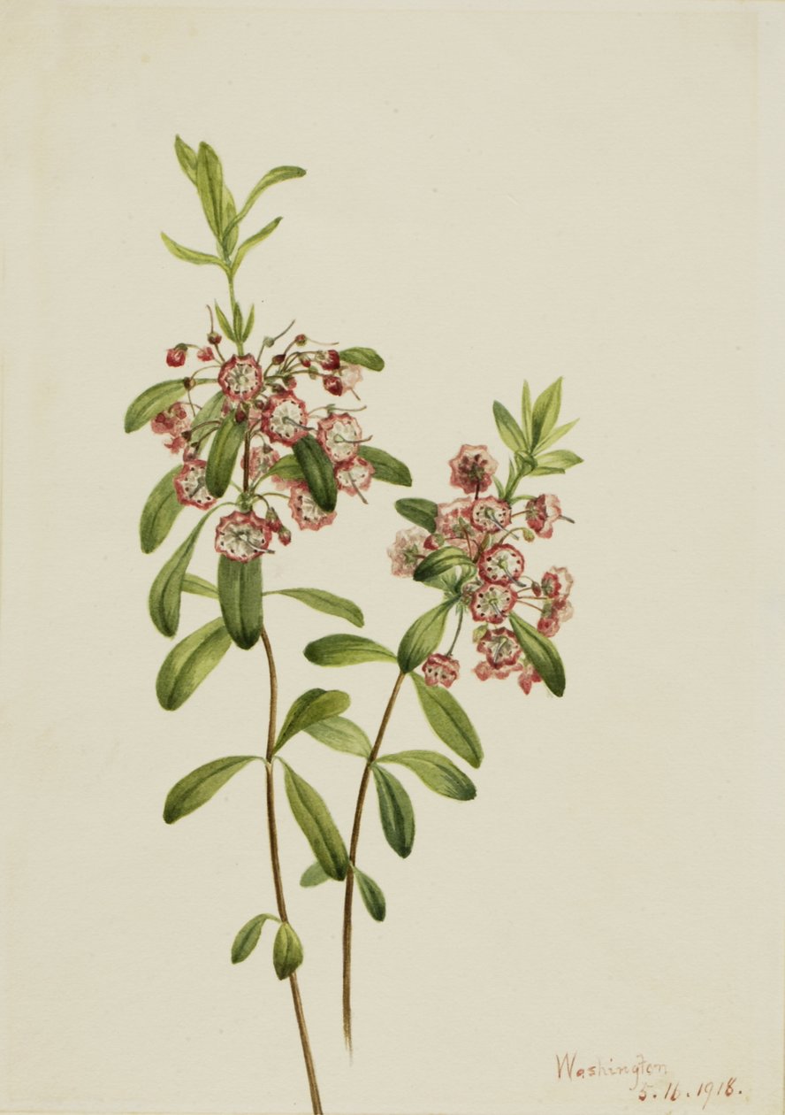 Lambkill Kalmia angustifolia, 1918. de Mary Vaux Walcott