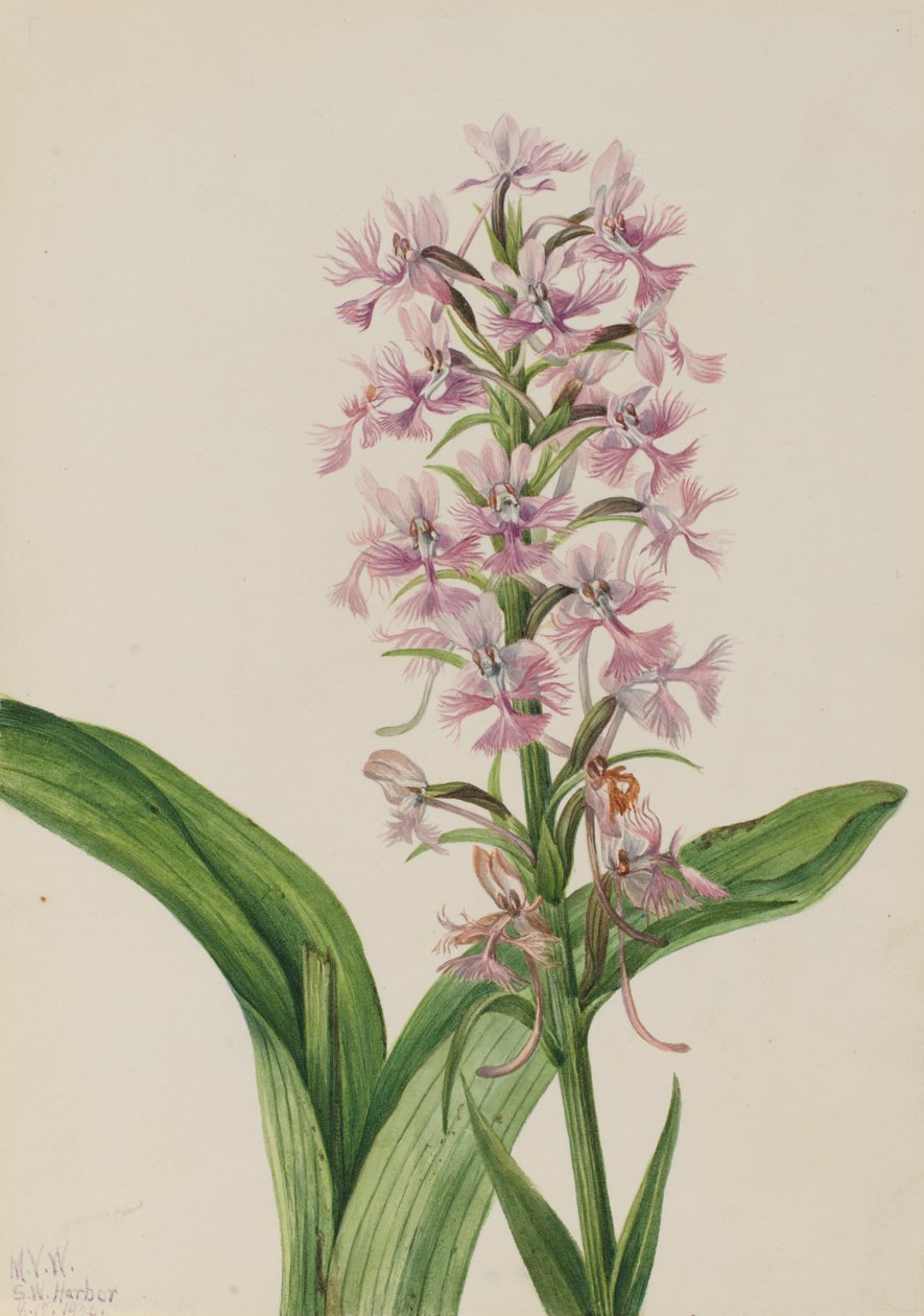 Grande Fringe-Orchid Habenaria grandiflora púrpura, 1926. de Mary Vaux Walcott