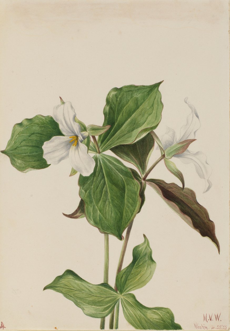 Trillium branco grande (Trillium grandiflorum) de Mary Vaux Walcott