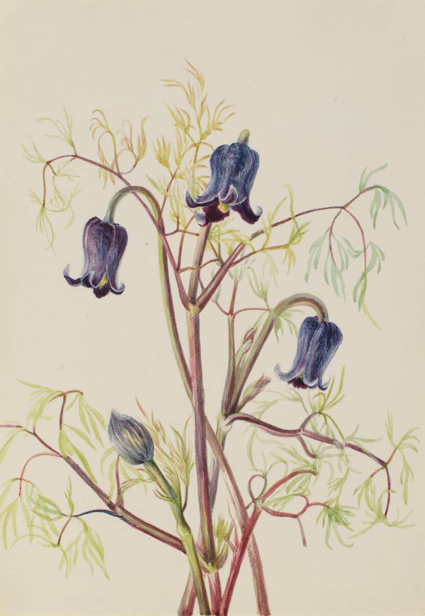Flor de couro (Clematis hirsutissima) de Mary Vaux Walcott
