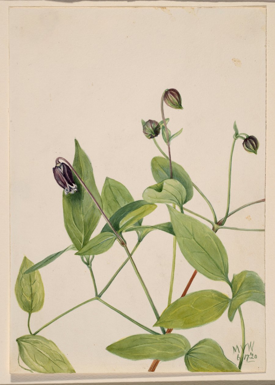 Flor de couro (Clematis viorna) de Mary Vaux Walcott