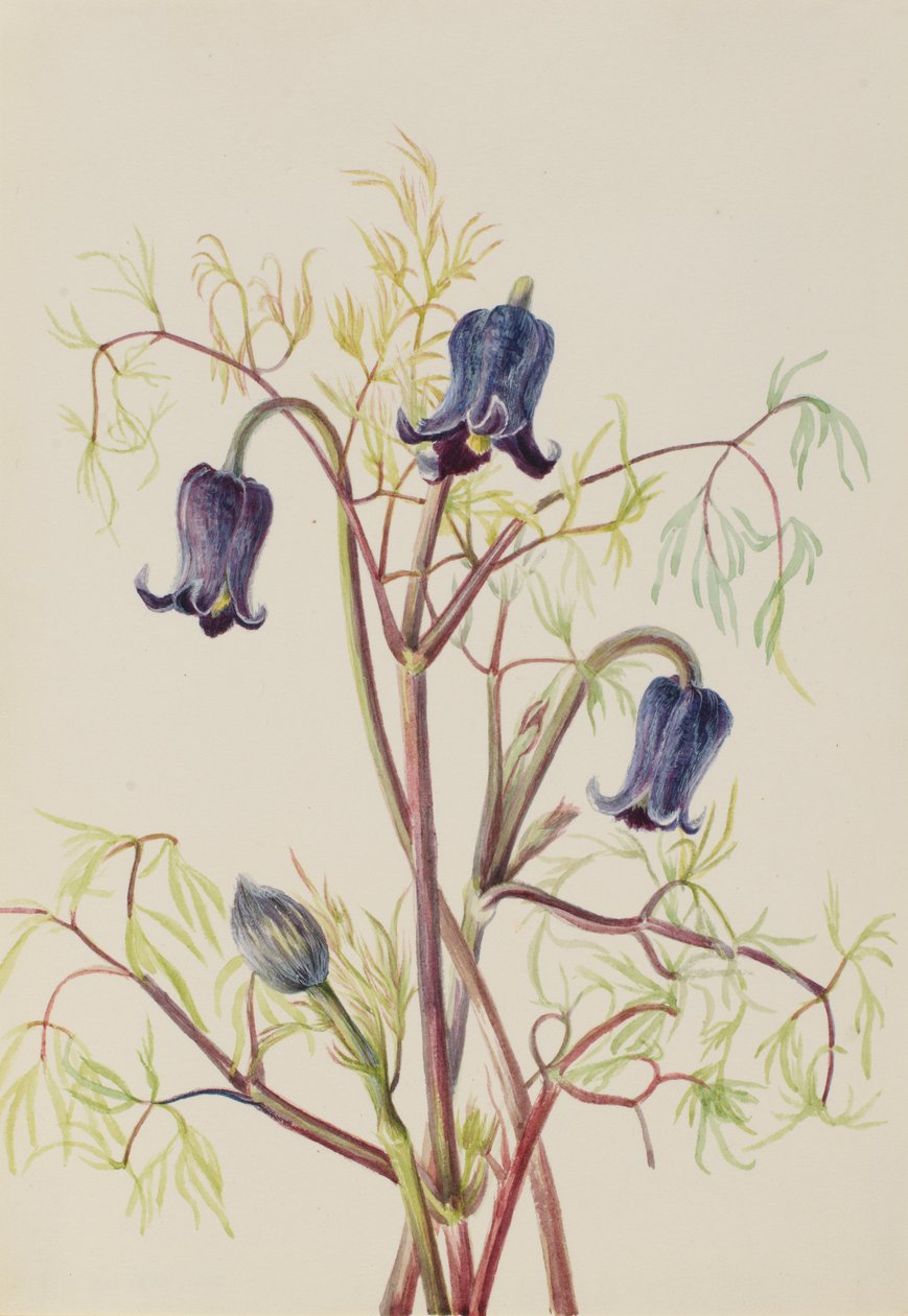 Flor de Couro Clematis hirsutissima, ca. 1930s. de Mary Vaux Walcott