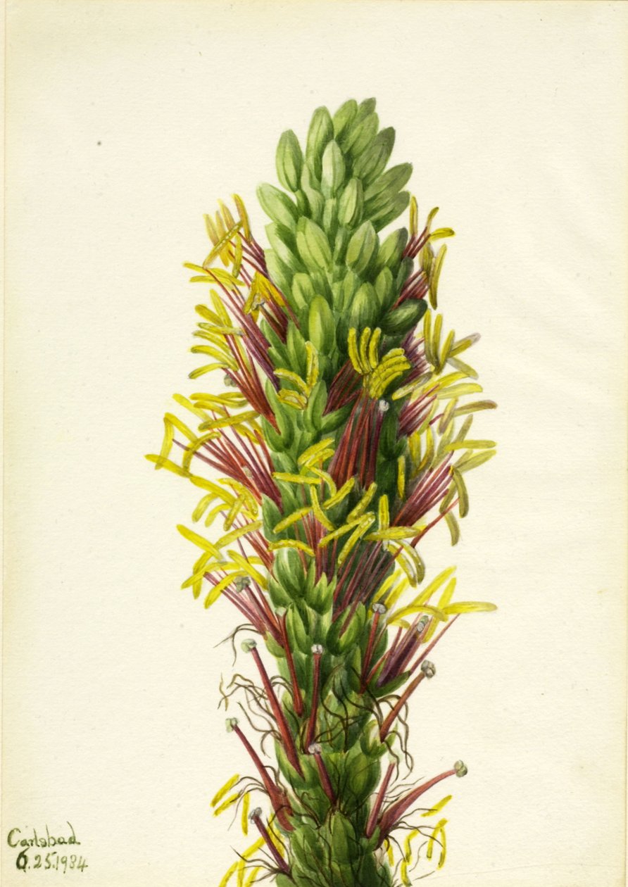 Lechuguilla Agava lechuguilla, 1934. de Mary Vaux Walcott