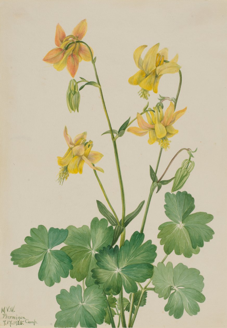 Limão Columbine Aquilegia flavescens, 1925. de Mary Vaux Walcott