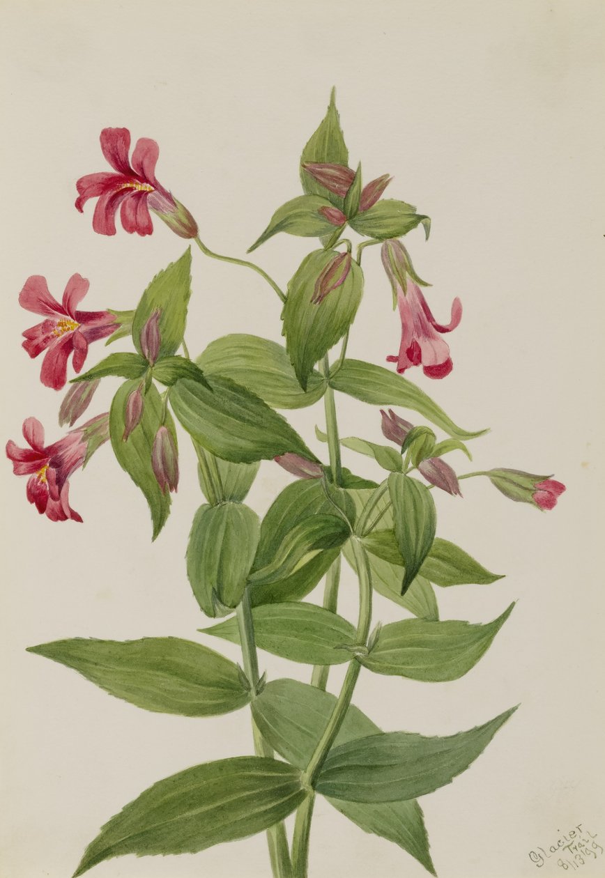 Flor de macaco de Lewis (Mimulus lewisii) de Mary Vaux Walcott