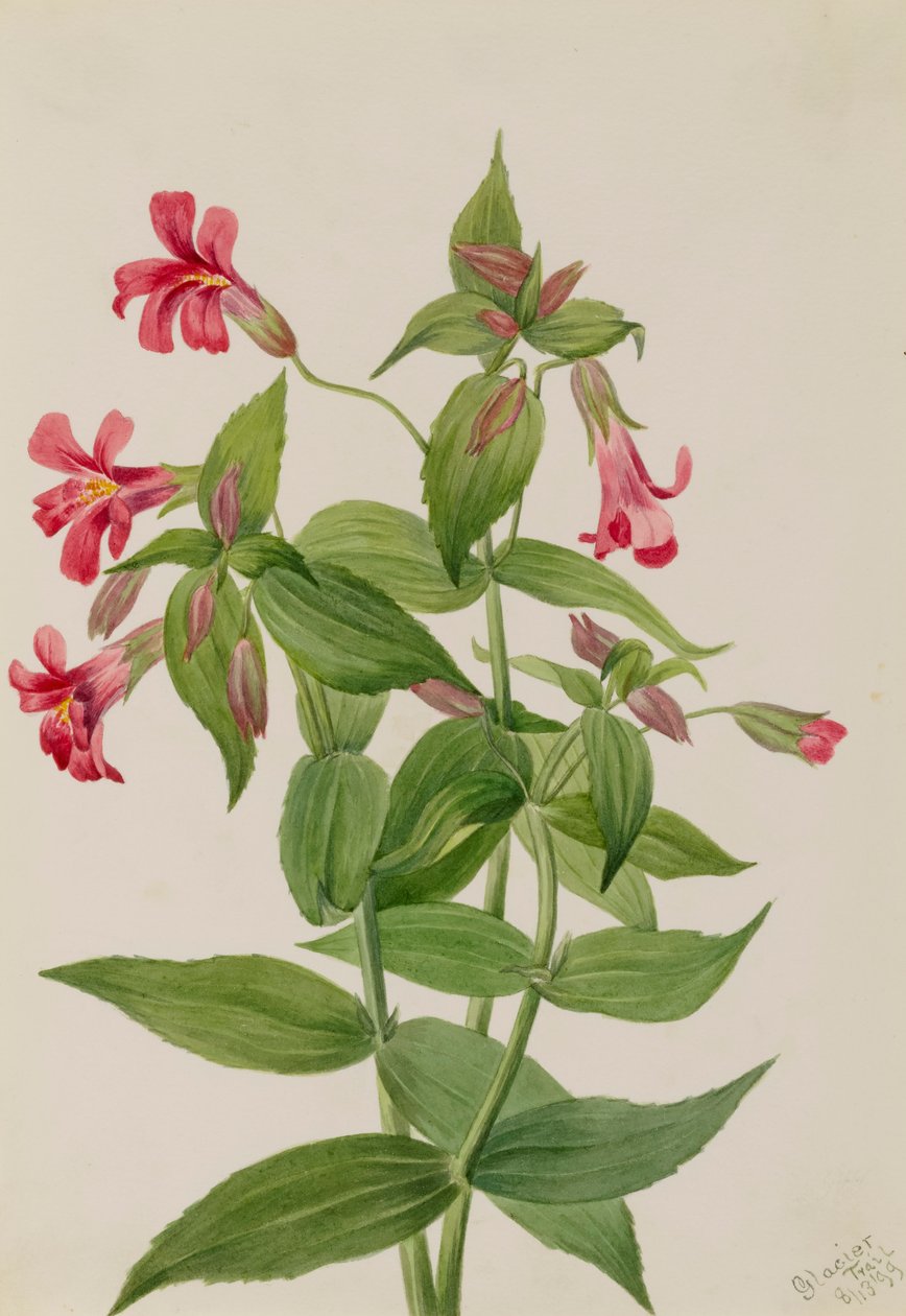Lewis Monkey Flower Mimulus lewisii, 1899. de Mary Vaux Walcott