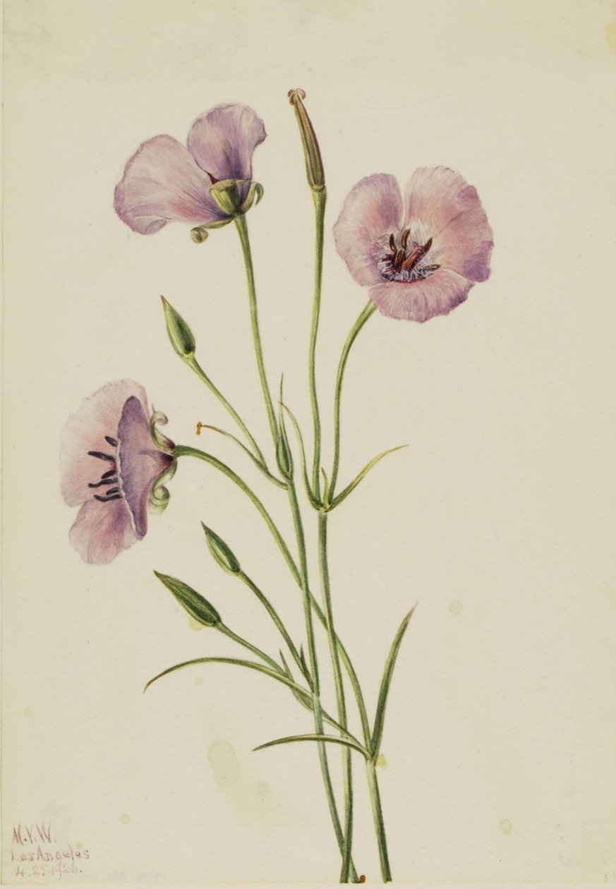 Mariposa lilás (Calochortus splendens) de Mary Vaux Walcott