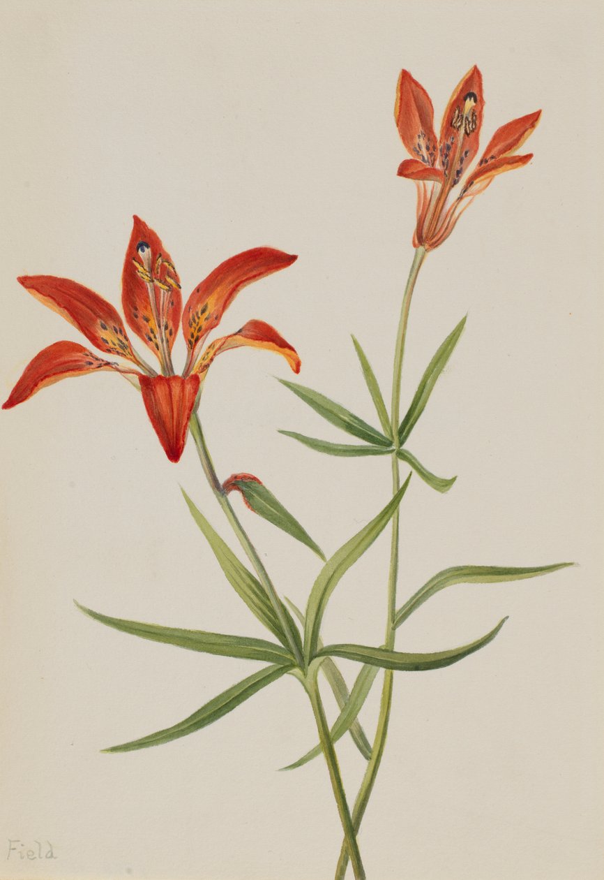 Lírio (Lilium montanum) de Mary Vaux Walcott