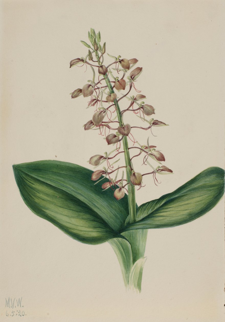 Lírio-da-praia (Liparis liliifolia) de Mary Vaux Walcott