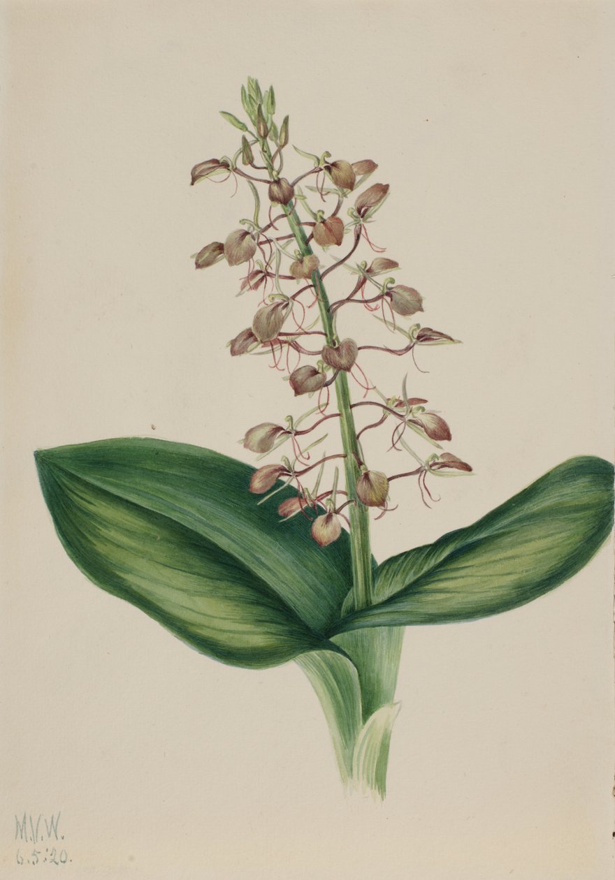 Lily Twayblade Liparis liliifolia, 1920. de Mary Vaux Walcott