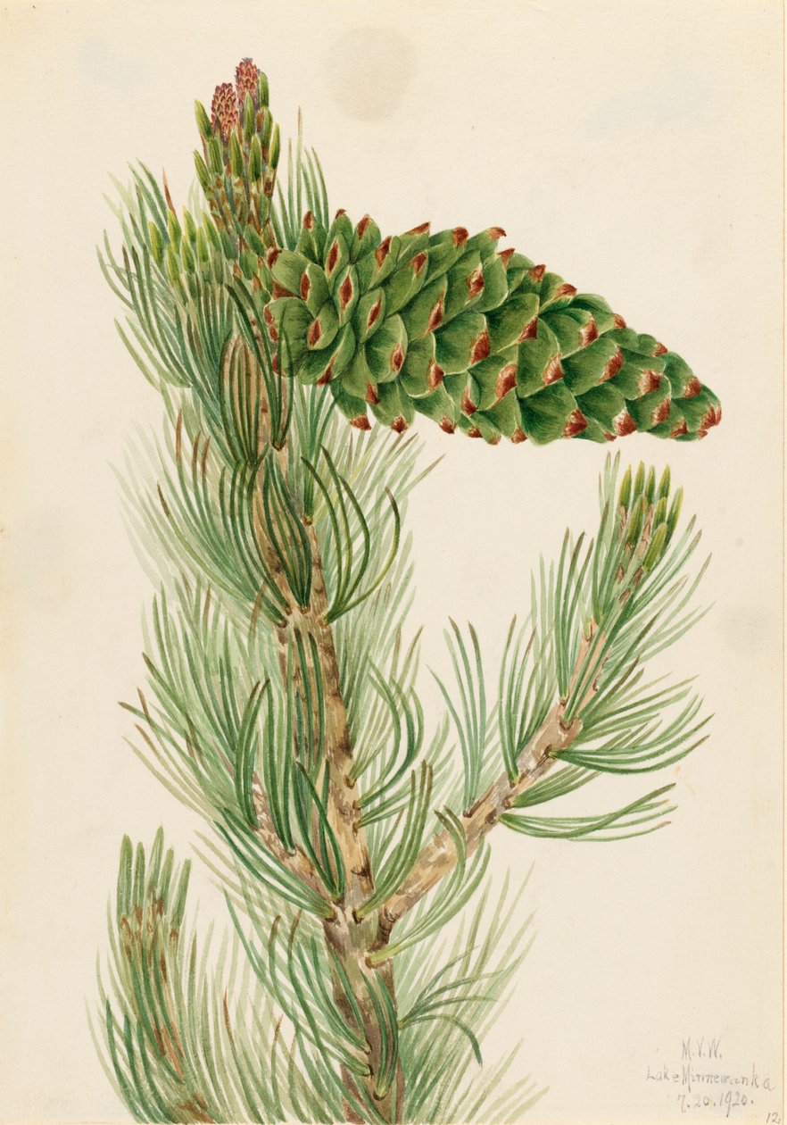 Pinheiro manso (Pinus flexilis) de Mary Vaux Walcott