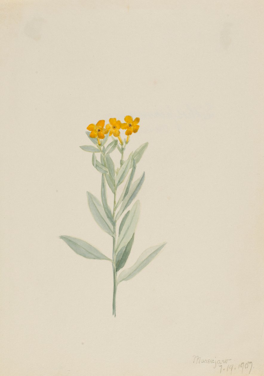Lithospermum canescens de Mary Vaux Walcott