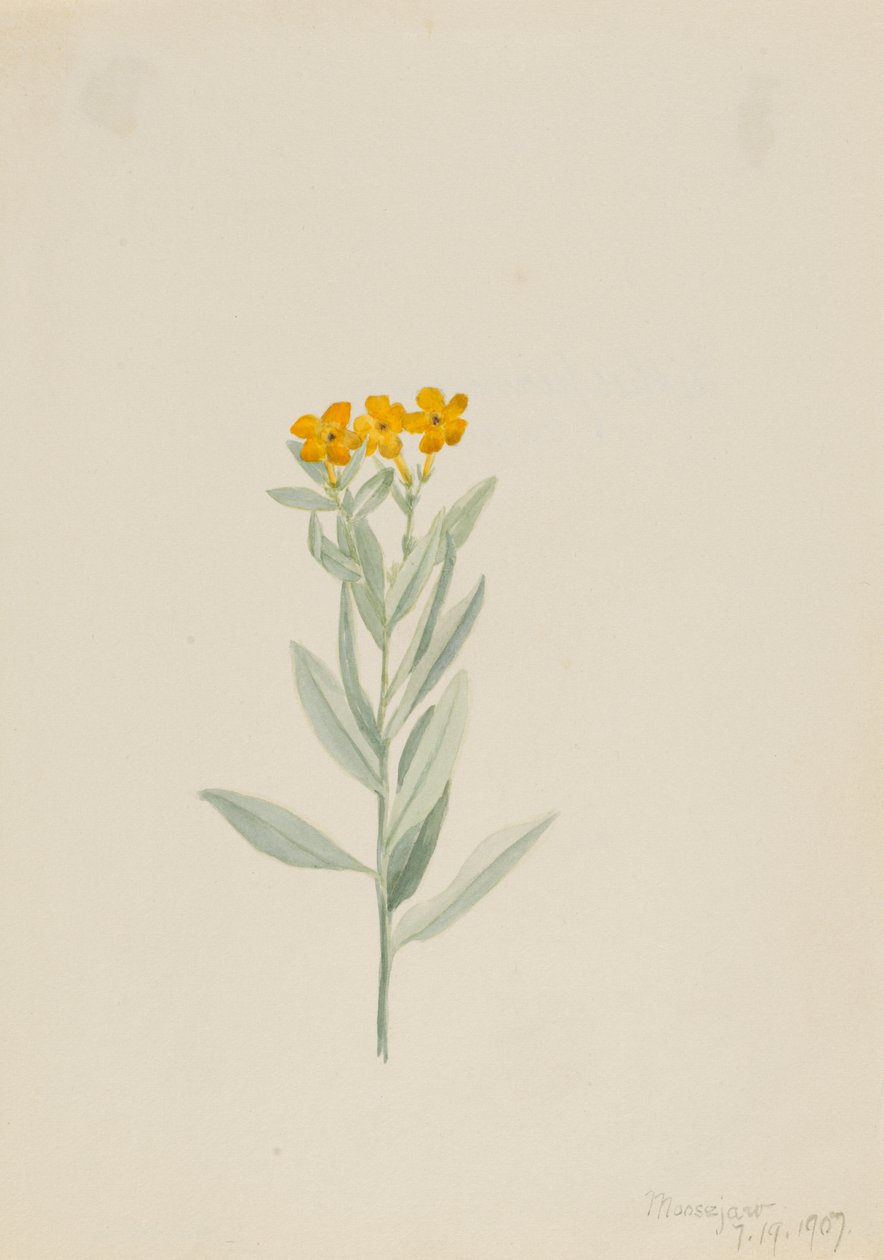 Lithospermum canescens, 1907. de Mary Vaux Walcott