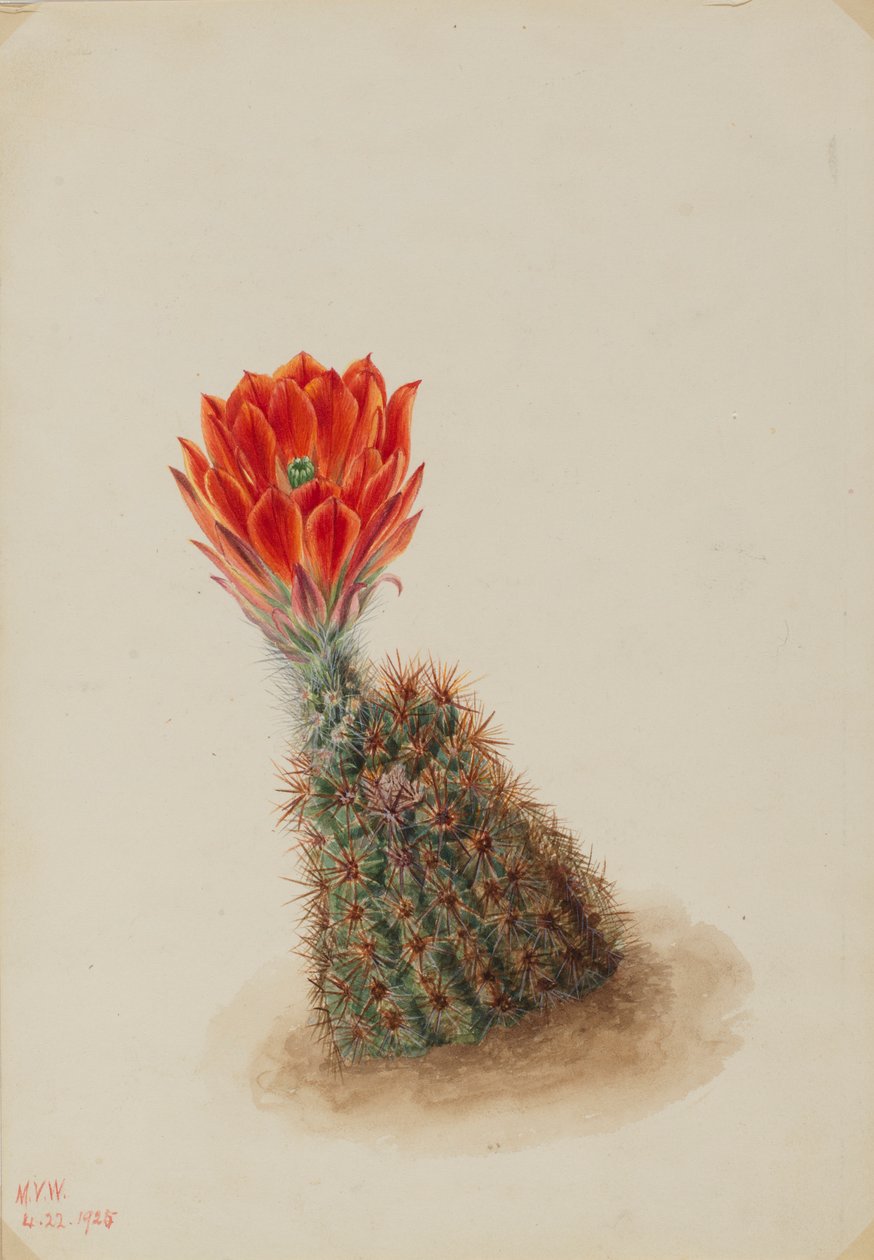 Cato-morango de Lloyd (Echinocereus lloydii) de Mary Vaux Walcott