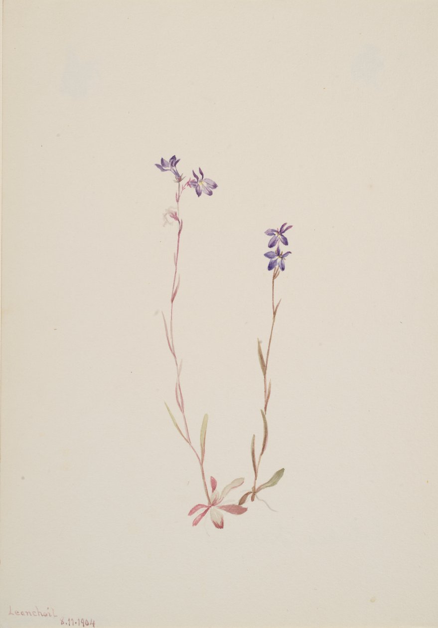 Lobelia Kalmii, 1904. de Mary Vaux Walcott
