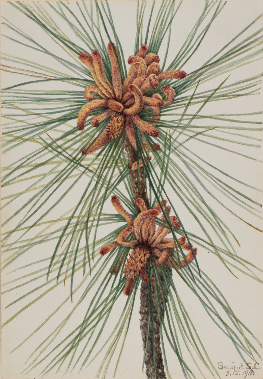 Pinheiro-manso (Pinus taeda) de Mary Vaux Walcott