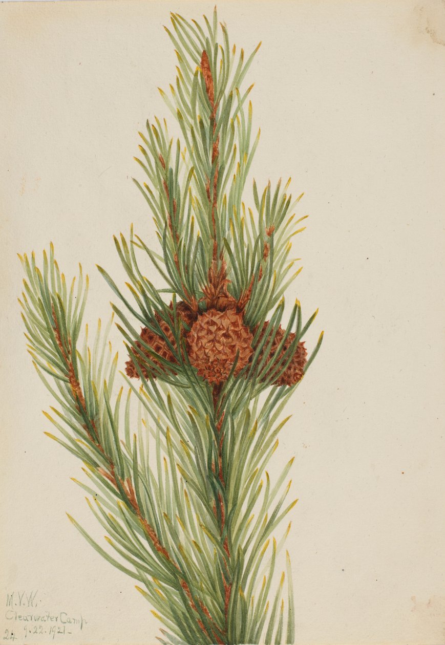 Pinheiro-da-terra (Pinus Contorta murrayana) de Mary Vaux Walcott