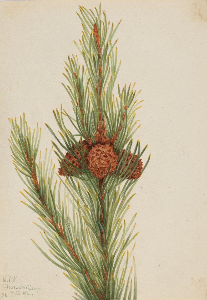 Lodgepole Pine Pinus Contorta murrayana, 1921. de Mary Vaux Walcott