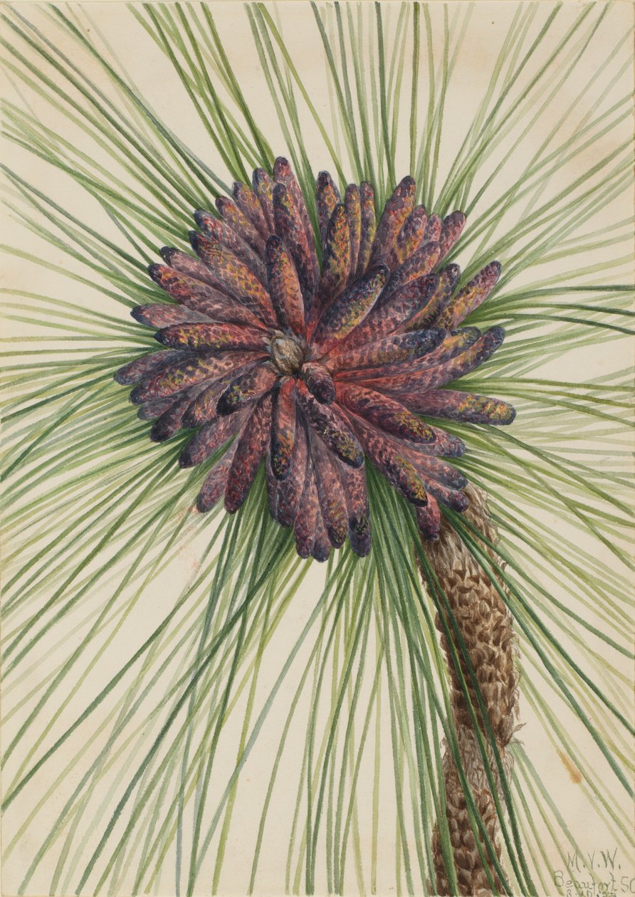 Longleaf Pine Pinus palustris, 1929. de Mary Vaux Walcott