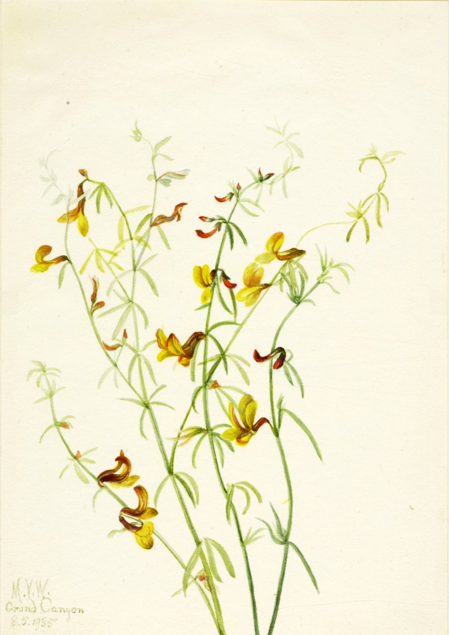 Lotus puberulus, 1935. de Mary Vaux Walcott