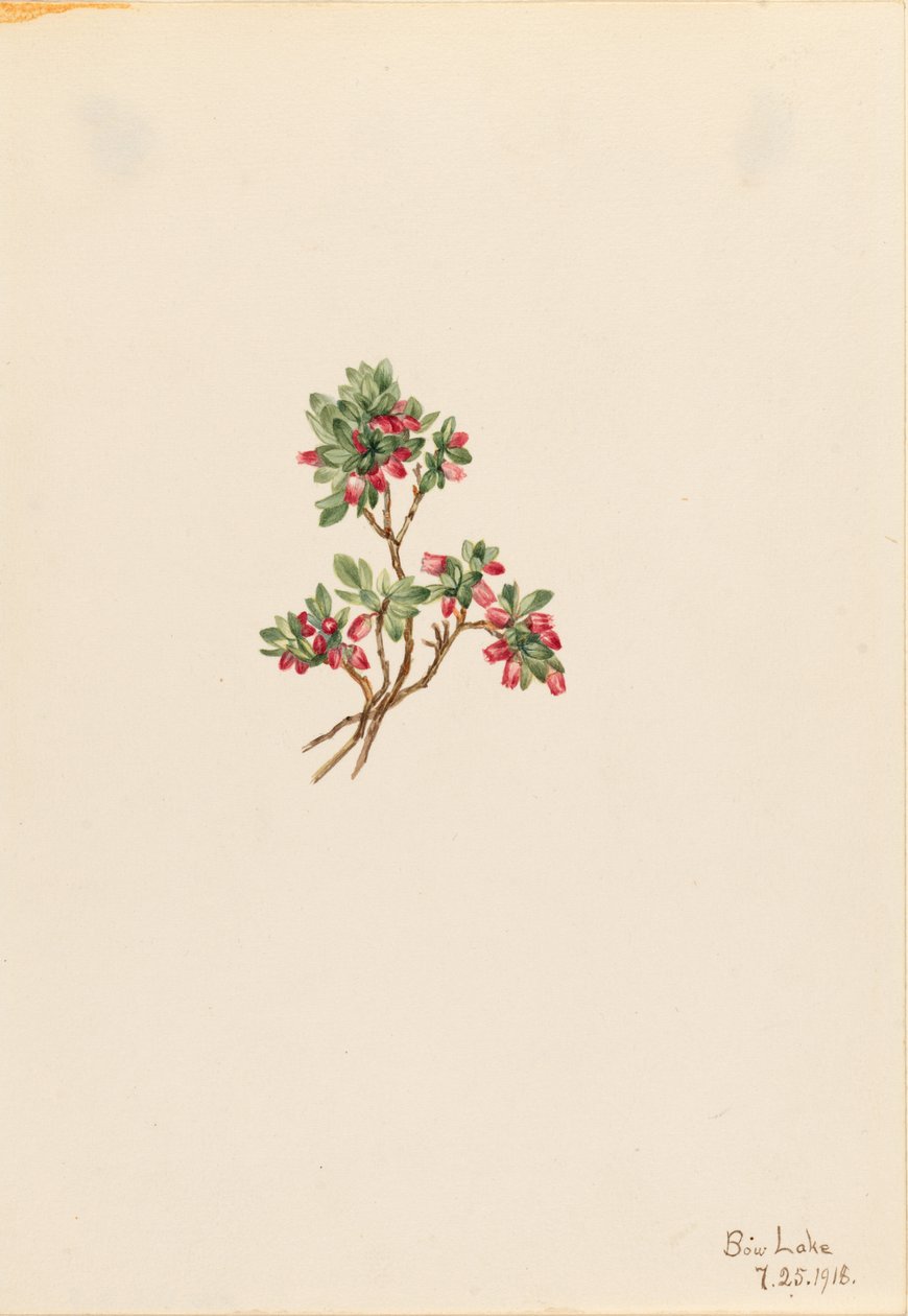 Bagaço baixo (Vaccinium caespitosum) de Mary Vaux Walcott
