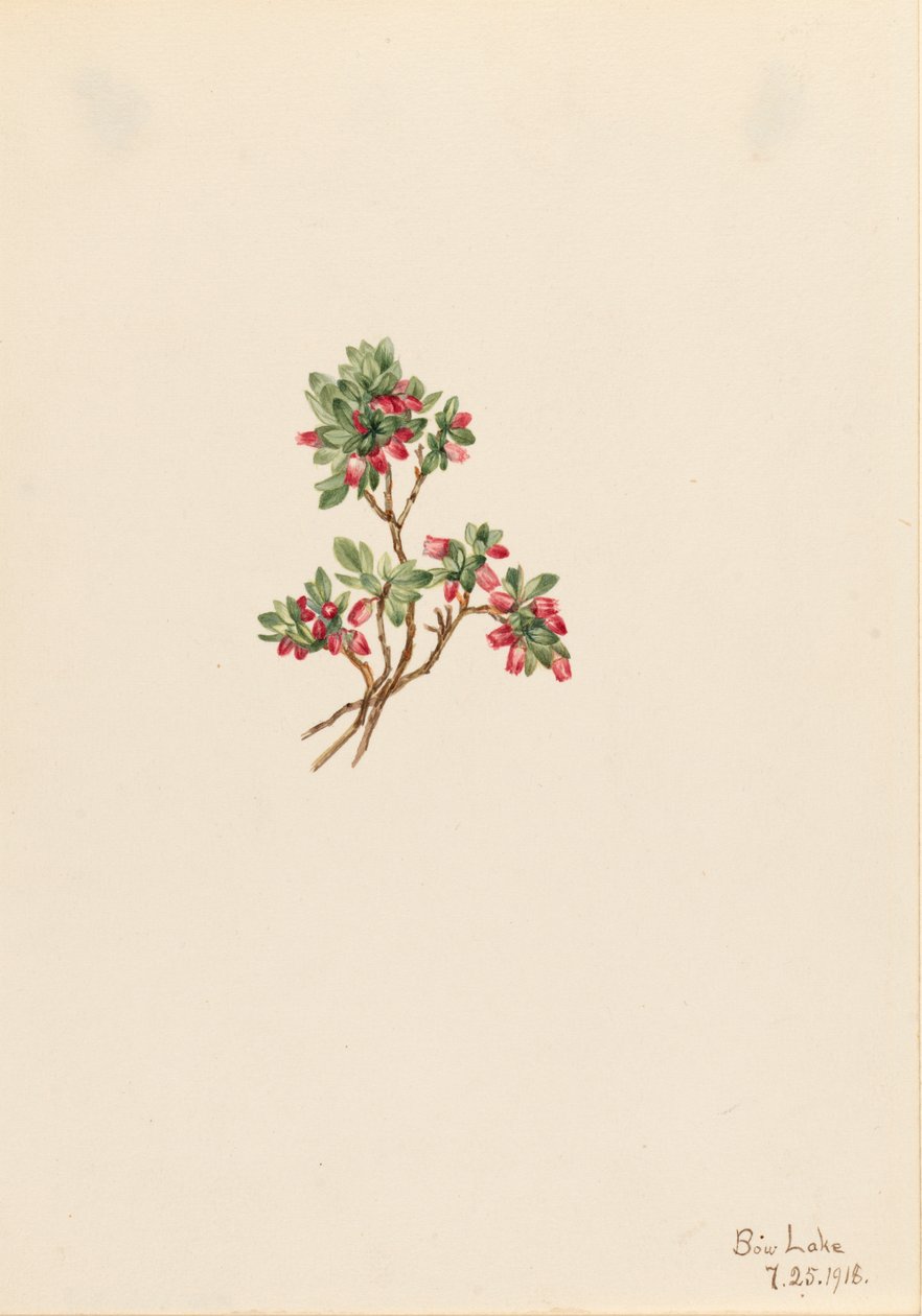 Low Whortleberry Vaccinium caespitosum, 1918. de Mary Vaux Walcott