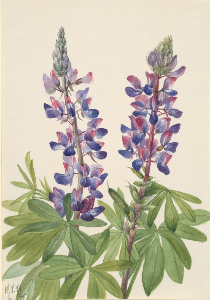 Lupin Lupinus fornosus, 1935. de Mary Vaux Walcott