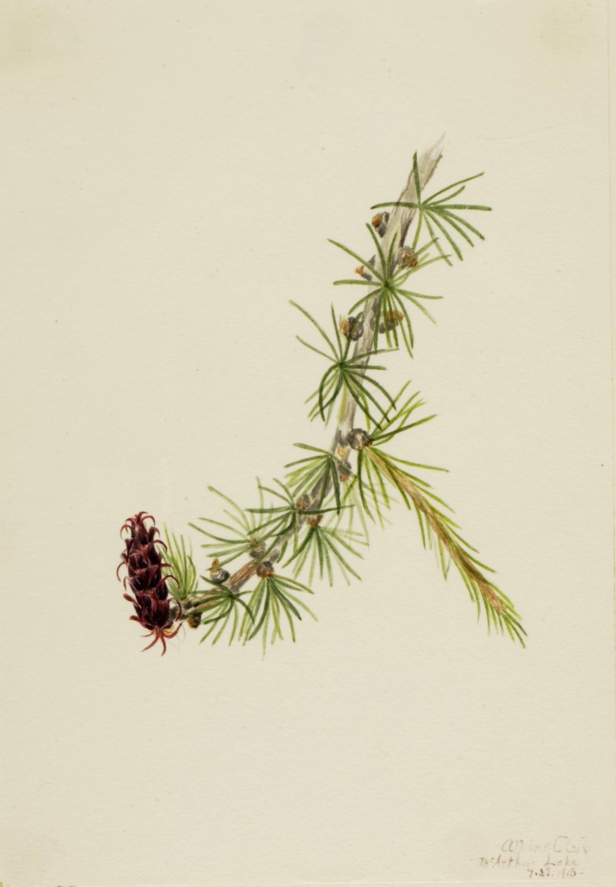 Lyall Larch Larix lyallii, 1913 de Mary Vaux Walcott
