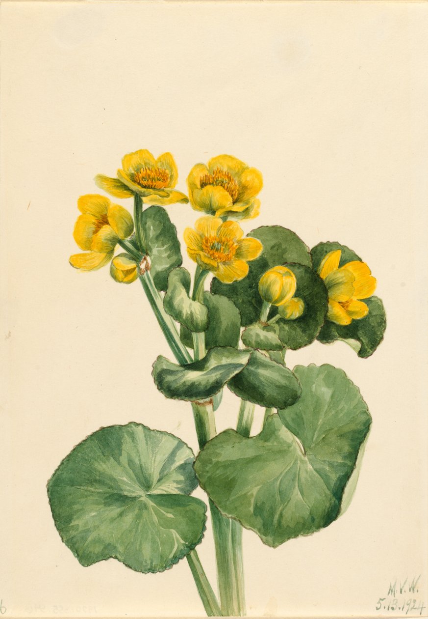 Calêndula do pântano (Caltha palustris) de Mary Vaux Walcott